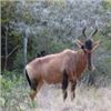 Image 1 : SEVEN-DAY PLAINS GAME HUNT IN SOUTH AFRICA FOR TWO HUNTERS