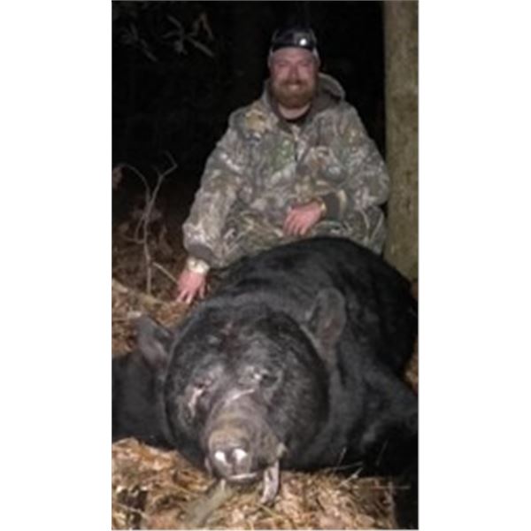 NORTH CAROLINA BLACK BEAR AND WHITE-TAILED DEER HUNT FOR ONE