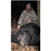Image 1 : NORTH CAROLINA BLACK BEAR AND WHITE-TAILED DEER HUNT FOR ONE