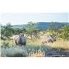 Image 1 : FIVE DAY WHITE RHINO DART HUNT IN SOUTH AFRICA