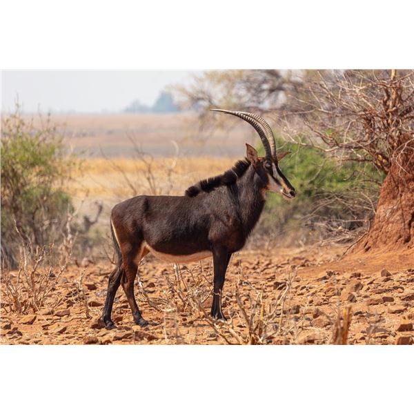 FIVE-DAY SOUTH AFRICAN SAFARI FOR ONE HUNTER WITH THE OPTION FOR A SECOND