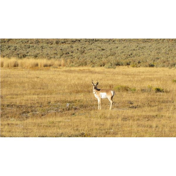 WYOMING PRONGHORN ANTELOPE HUNT FOR ONE HUNTER