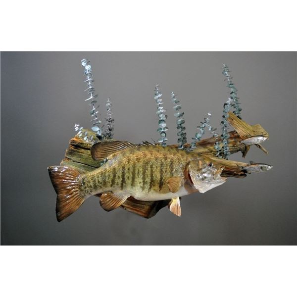 $500 GIFT CERTIFICATE FOR TAXIDERMY WORK