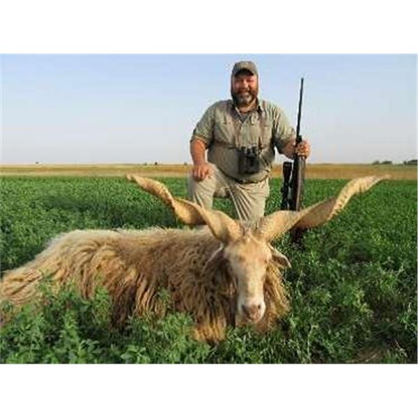 RACKA SHEEP AND FEMALE ROE DEER HUNT IN SERBIA FOR TWO HUNTERS