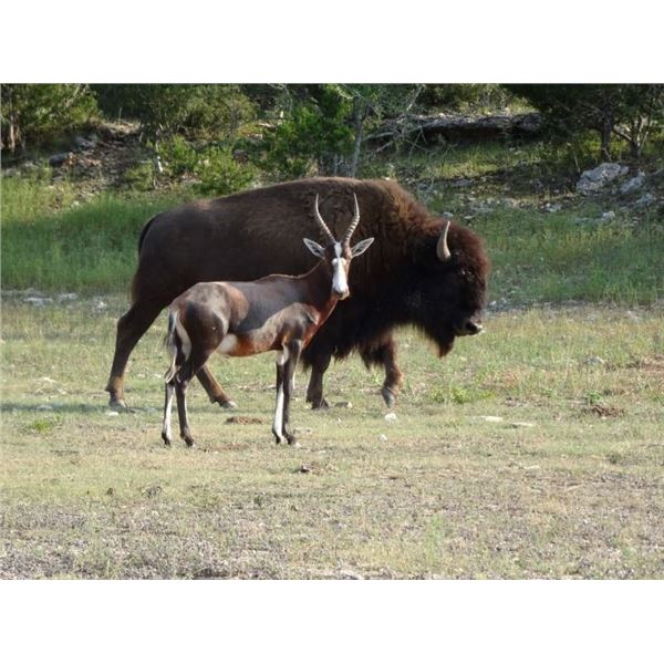 TROPHY EXOTIC HUNT IN TEXAS FOR TWO TO FIVE HUNTERS