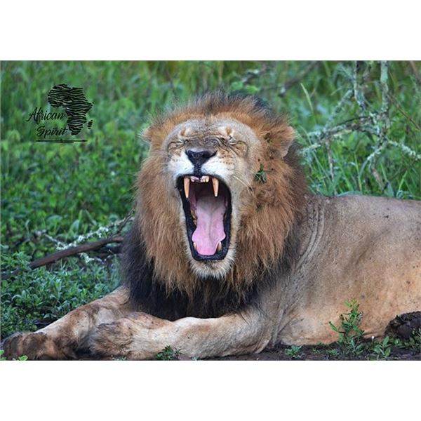 SEVEN DAY PHOTO SAFARI FOR TWO AT AFRICAN BIG FIVE GAME RESERVE