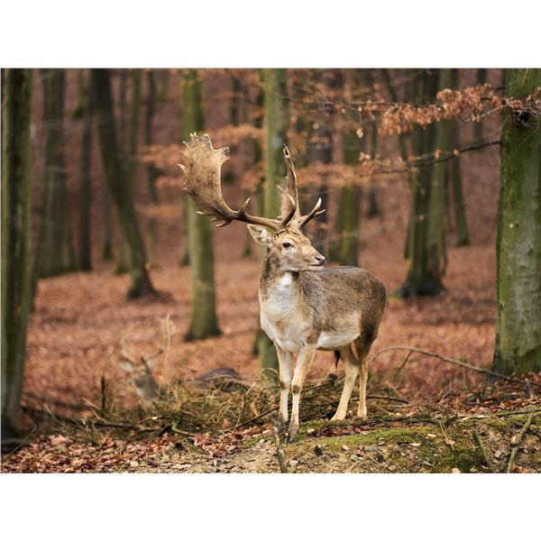 THREE DAY TROPHY FALLOW DEER HUNT FOR ONE HUNTER IN SPAIN