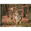 Image 1 : THREE DAY TROPHY FALLOW DEER HUNT FOR ONE HUNTER IN SPAIN