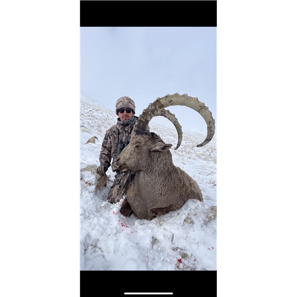 5-Day Pamir Ibex Hunt