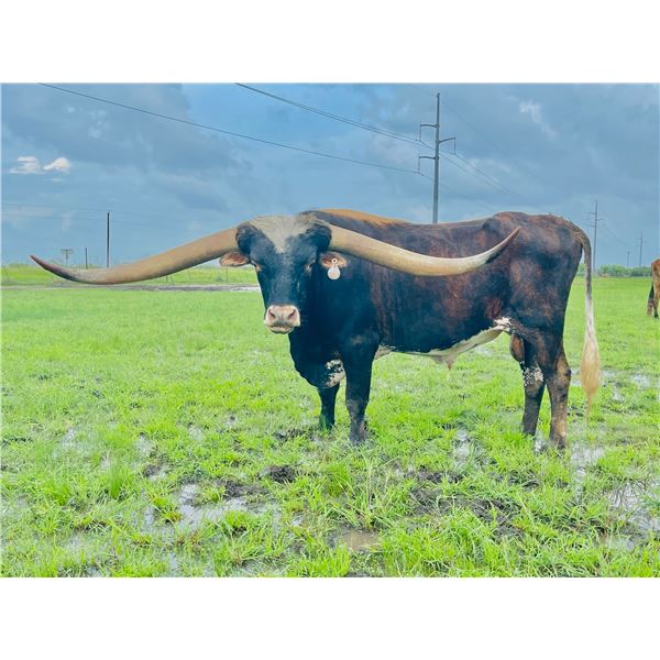 Texas Registered Longhorn Steer