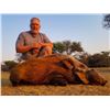 Image 10 : South Africa: 7 Day Roan or Sable Antelope Hunt for 1 Hunter / Includes $3,000 Trophy Fee Credit