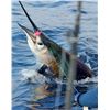 Image 4 : Mexico: 7 Day Roosterfish, Blue Marlin & Sailfish Fish Slamming Safari for 1 Angler