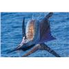 Image 6 : Mexico: 7 Day Roosterfish, Blue Marlin & Sailfish Fish Slamming Safari for 1 Angler