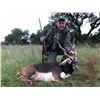 Image 8 : Texas:3 Day 2 Night Whitetail & Exotic Combo Hunt for 2 Hunters / Includes $6,000 Trophy Fee