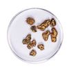Image 1 : Lot of Gold Nuggets 4.54 Grams Total Weight