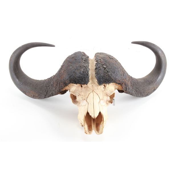 Massive Water Buffalo Taxidermy Horns & Skull