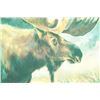 Image 9 : Marilynn Dwyer Mason "Bull Moose" Giclee Artwork