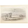 Image 12 : 1873 Buffalo Land by William Edward Webb