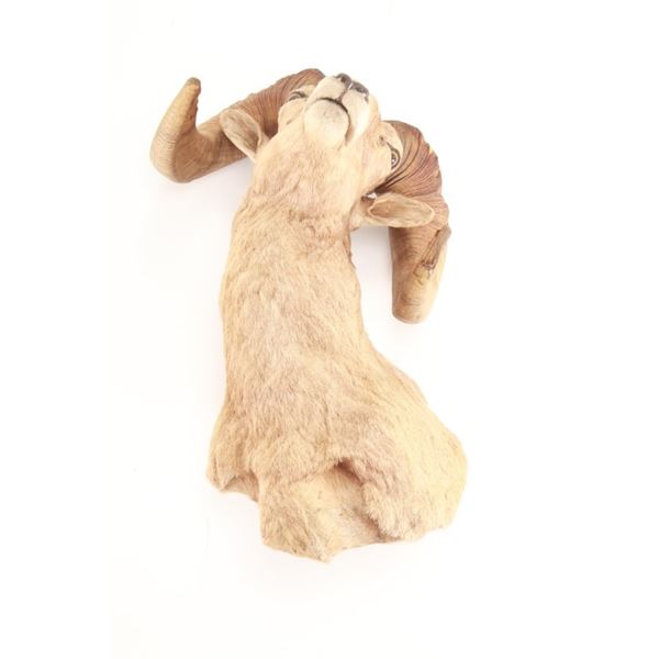 Desert Bighorn Sheep Shoulder Mount