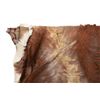 Image 5 : Trade Cloth Backed Cowhide Stage Coach Blanket