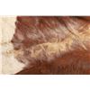 Image 8 : Trade Cloth Backed Cowhide Stage Coach Blanket