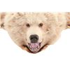 Image 12 : Alaskan Kodiak Brown Bear Trophy Full Rug