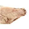 Image 5 : Alaskan Kodiak Brown Bear Trophy Full Rug