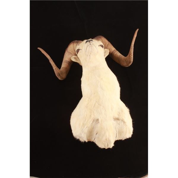 Dall Big Horn Sheep Shoulder Mount