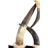 Image 14 : Extraordinary American Steer Horn & Cowhide Chair