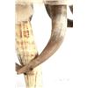 Image 17 : Extraordinary American Steer Horn & Cowhide Chair