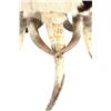 Image 19 : Extraordinary American Steer Horn & Cowhide Chair