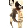 Image 21 : Extraordinary American Steer Horn & Cowhide Chair