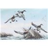 Image 7 : David Maass "On the Move-Canvasbacks" Lithograph