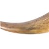 Image 4 : 19th Century Carved Steer Horn Powder Horn