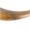 Image 9 : 19th Century Carved Steer Horn Powder Horn