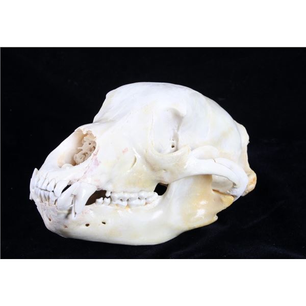 Montana Black Bear Taxidermy Skull