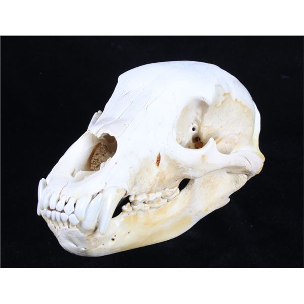 Montana Black Bear Taxidermy Skull