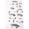 Image 6 : "Perrault's Standard Dictionary of Fishing Flies"
