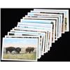 Image 7 : Early 1900's Yellowstone Photograph Post Cards
