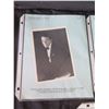 Image 7 : Qty 5 Celebrity Photos: Joel Higgins, Joey Heatherton & Others, Some Signed