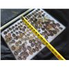 Image 16 : Multiple Medals & Pendants: Buddha, Elephants, Temples & Asian Theme, etc in Display Case 16"L