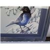 Image 3 : Limited edition print Stellar Jay by Jim Collins signed and numbered