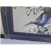 Image 4 : Limited edition print Stellar Jay by Jim Collins signed and numbered
