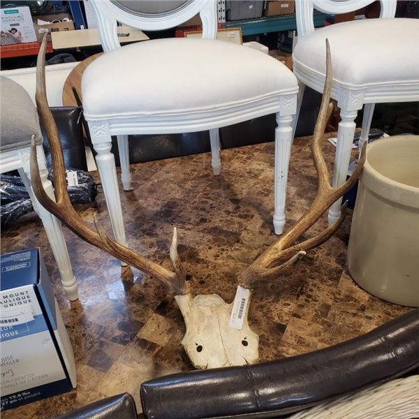 ANTLERS AND PARTIAL SKULL