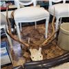 Image 1 : ANTLERS AND PARTIAL SKULL