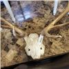 Image 3 : ANTLERS AND PARTIAL SKULL