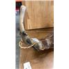 Image 4 : HORN AND HIDE STRING INSTRUMENT