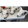 Image 2 : LOT OF DECORATIVE PUMPKINS AND PLASTIC RAM SKULLS