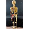 Image 1 : 62" tall full sized medical display skeleton