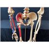 Image 2 : 62" tall full sized medical display skeleton